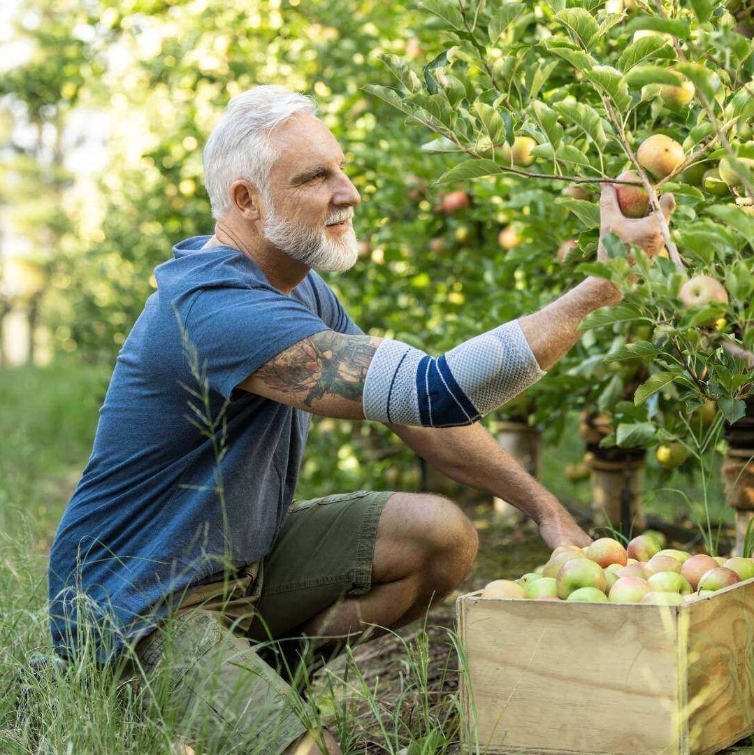 Auf dem Bild ist ein Mann zu sehen, der im Garten Obst pflückt und dabei eine Bauerfeind Ellenbogenbandage trägt. Die EpiTrain bietet Unterstützung bei Tennisellenbogen-Beschwerden im Alltag und kann dazu beitragen, Schmerzen zu lindern.
