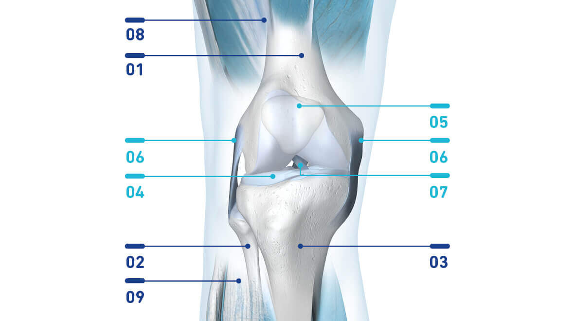Anatomie Darstellugn des des Knies, inkl. Wadenbein, Schienenbein, Menisken, Kniescheibe, Seitenbänder, Kreuzbänder, Oberschenkel, Unterschenkel.